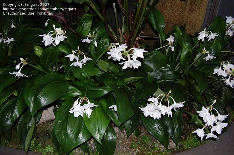 Eucharis grandiflora